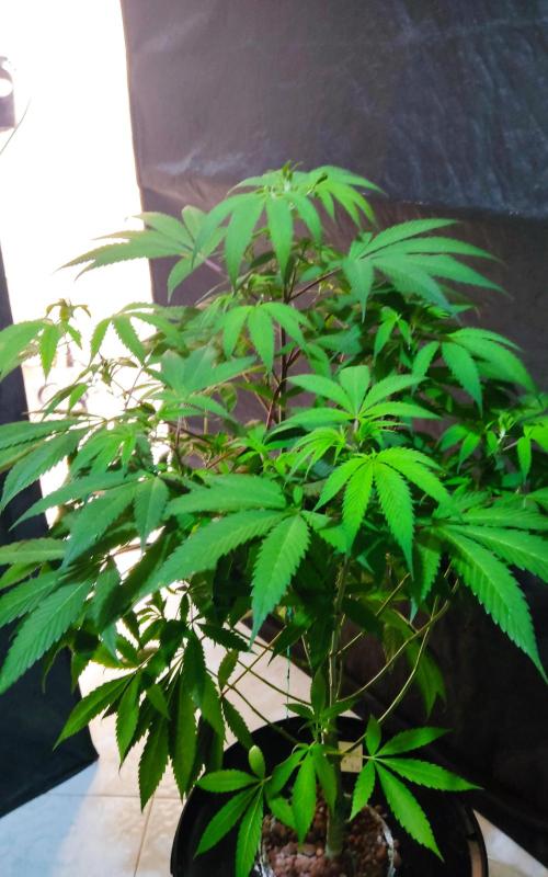 O. G. Diamond. Week 9