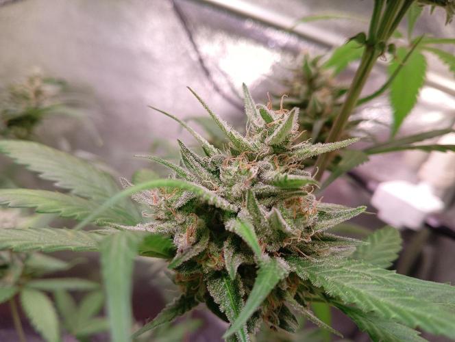 ZOAP 👽. Week 8