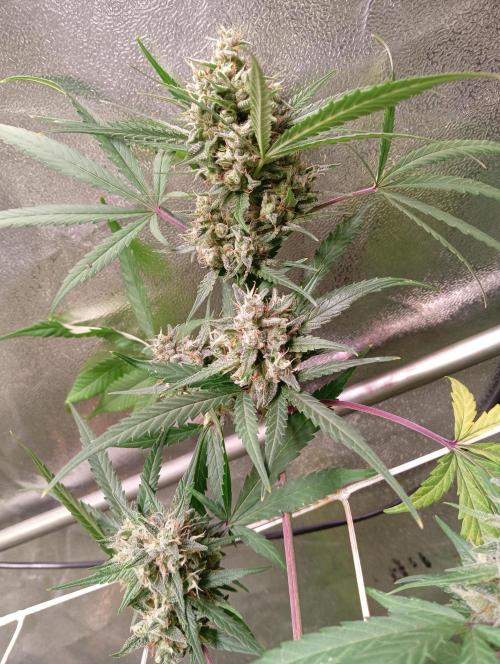 ZOAP 👽. Week 8