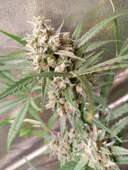ZOAP 👽. Week 8