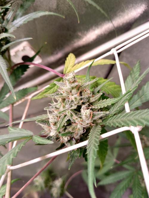 ZOAP 👽. Week 8