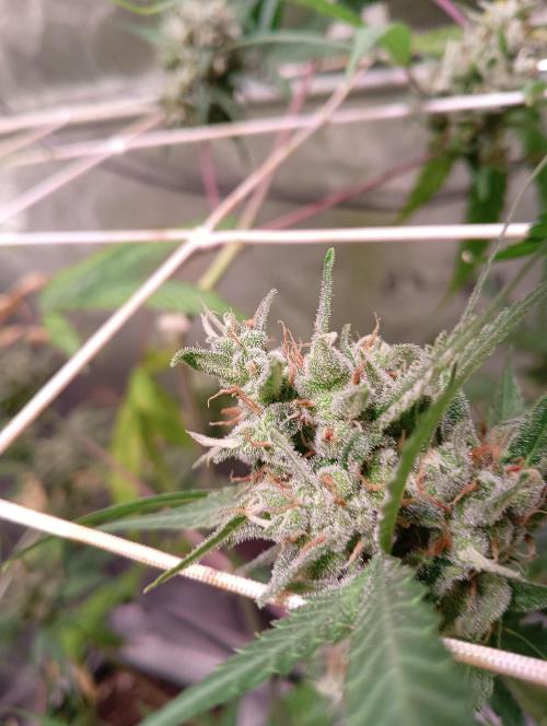 ZOAP 👽. Week 8