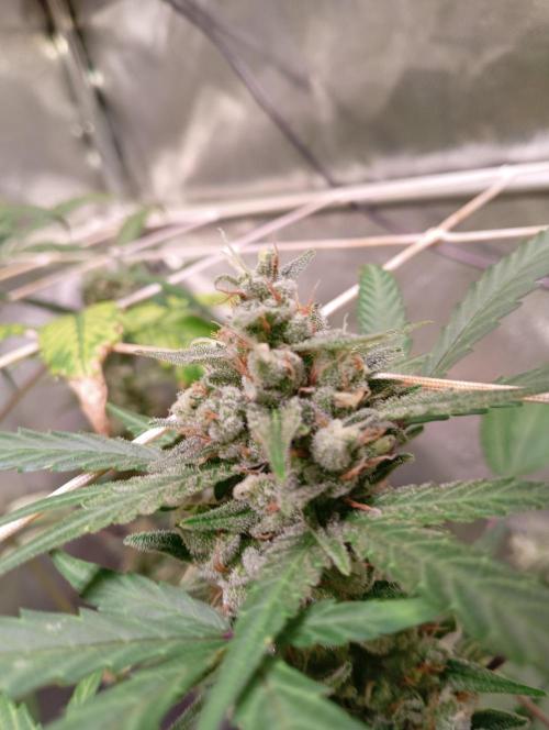 ZOAP 👽. Week 8