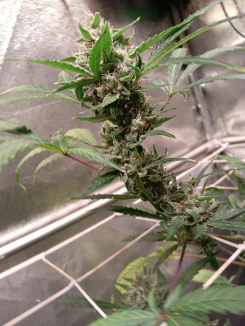ZOAP 👽. Week 8