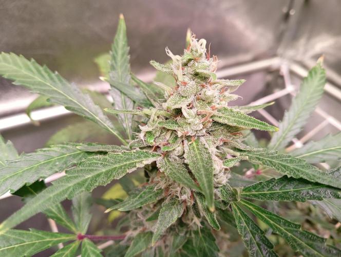 ZOAP 👽. Week 8