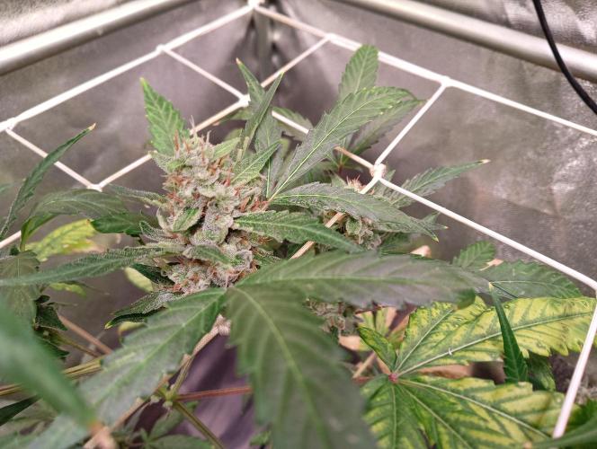 ZOAP 👽. Week 8