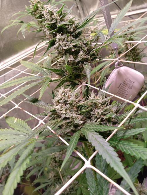 ZOAP 👽. Week 8