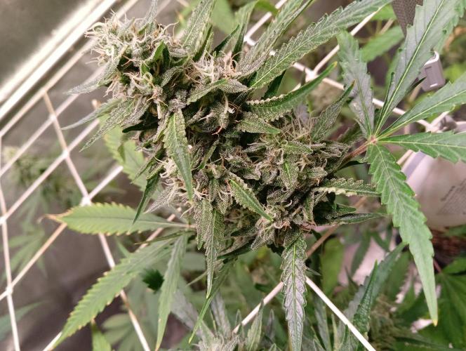 ZOAP 👽. Week 8