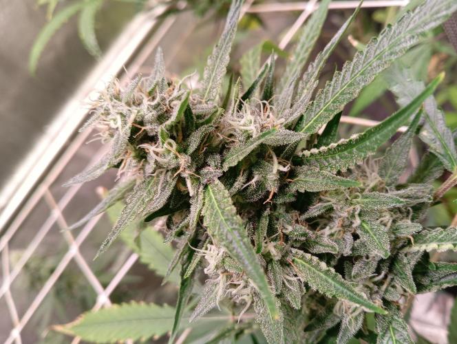 ZOAP 👽. Week 8