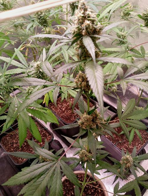 SWEET PEAKY SWEET. Week 6