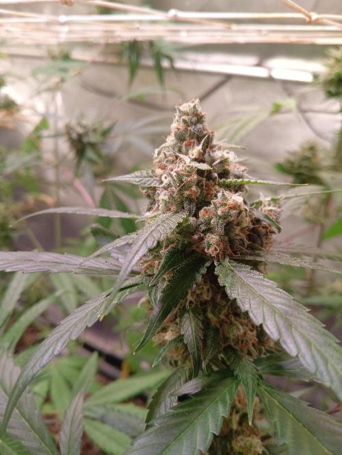 SWEET PEAKY SWEET. Week 6