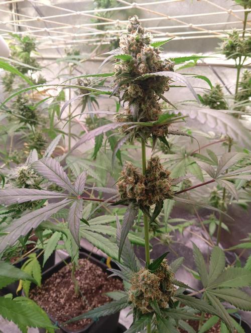 SWEET PEAKY SWEET. Week 6