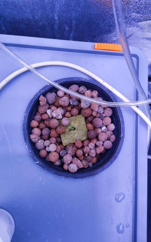 PapayaPeaky. Week 1