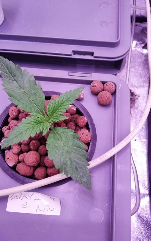 PapayaPeaky. Week 2