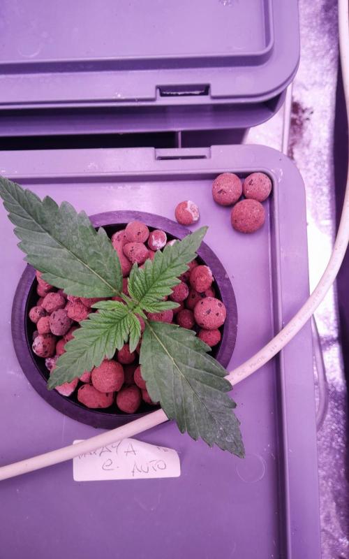 PapayaPeaky. Week 2