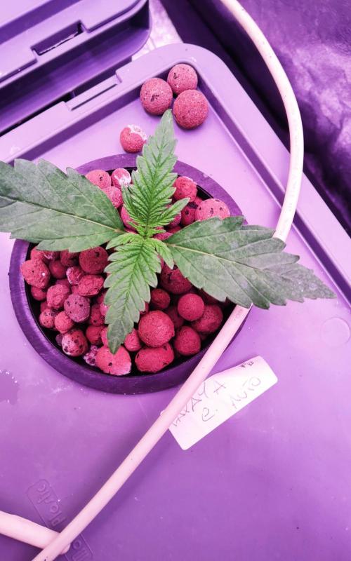 PapayaPeaky. Week 2