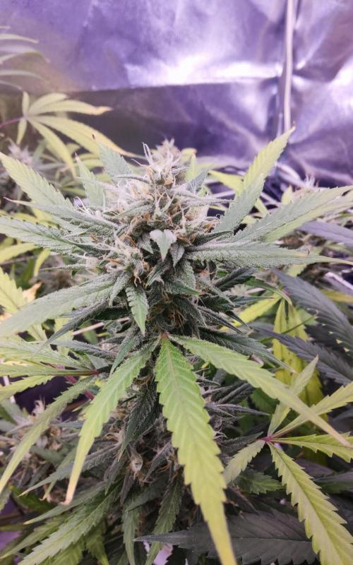Revenge Peaky. Week 8