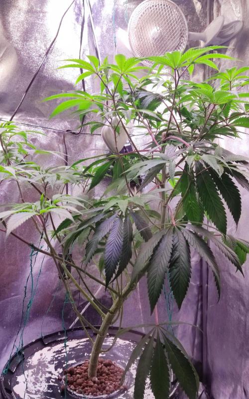 O. G. Diamond. Week 11