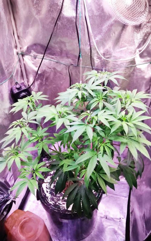 O. G. Diamond. Week 11