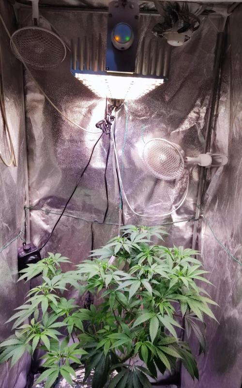 O. G. Diamond. Week 11