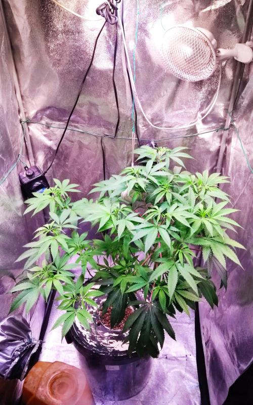 O. G. Diamond. Week 11