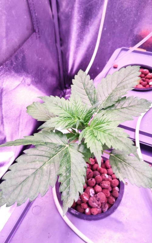 PapayaPeaky. Week 3