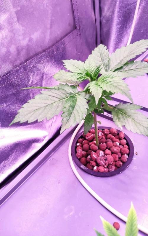PapayaPeaky. Week 3