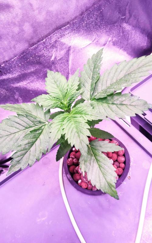 PapayaPeaky. Week 3