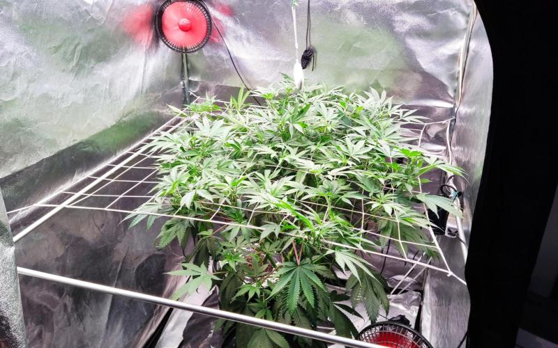O. G. Diamond. Week 12