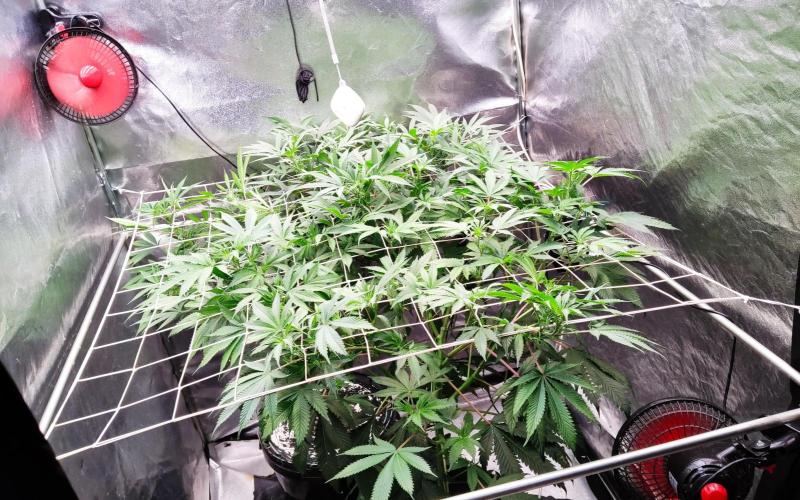 O. G. Diamond. Week 12