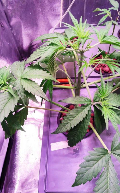 PapayaPeaky. Week 4