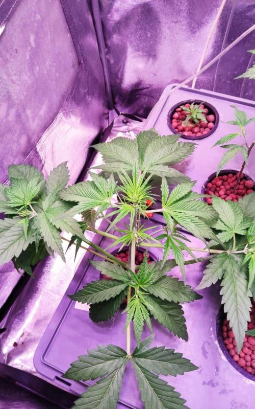 PapayaPeaky. Week 4