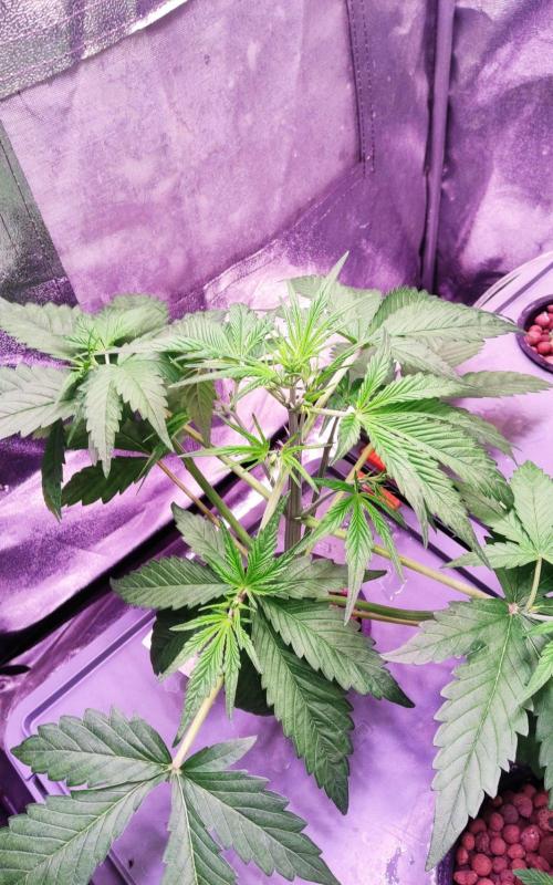 PapayaPeaky. Week 4