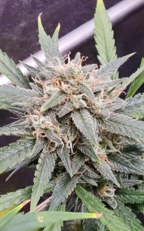 Apple Strudel Auto. Week 11