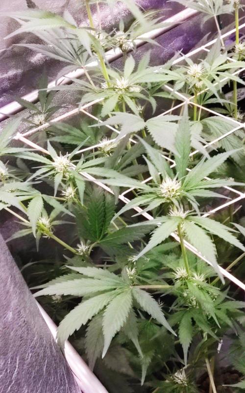 PapayaPeaky. Week 5