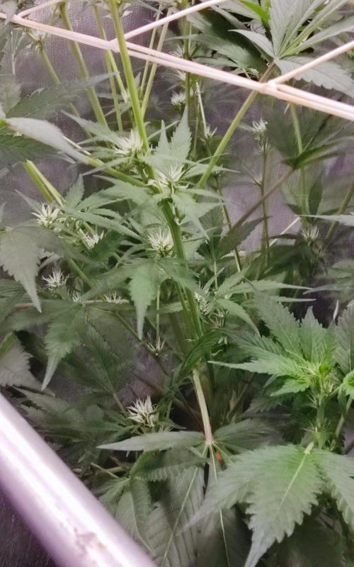 PapayaPeaky. Week 5