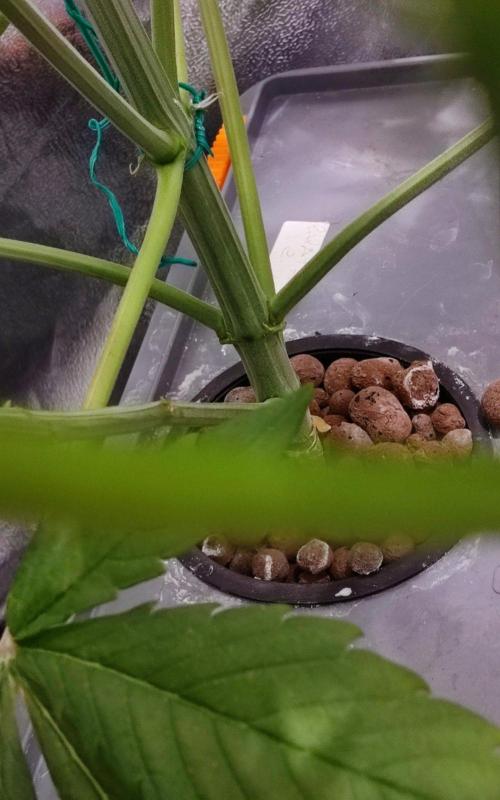 Papaya Cookies Auto. Week 5