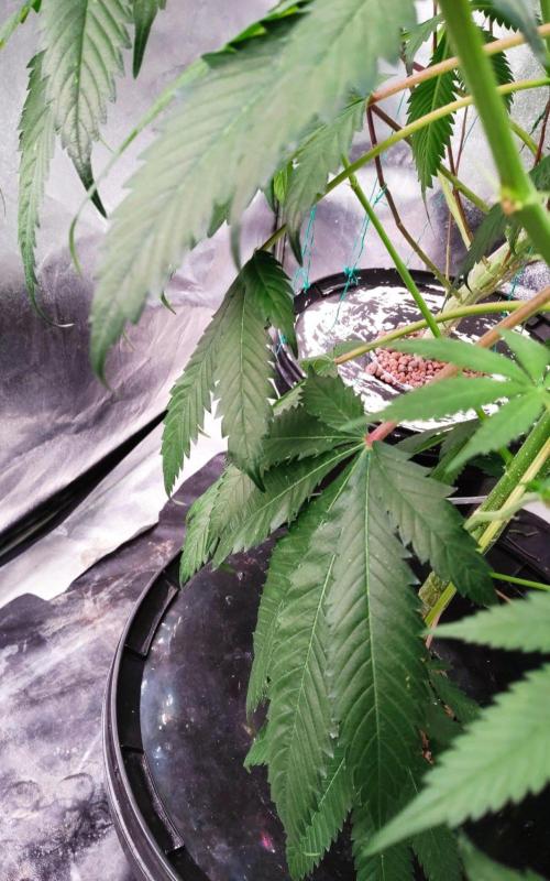 O. G. Diamond. Week 14