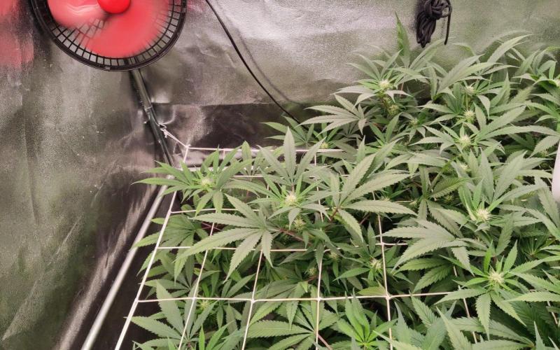 O. G. Diamond. Week 14