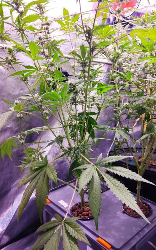 PapayaPeaky. Week 6