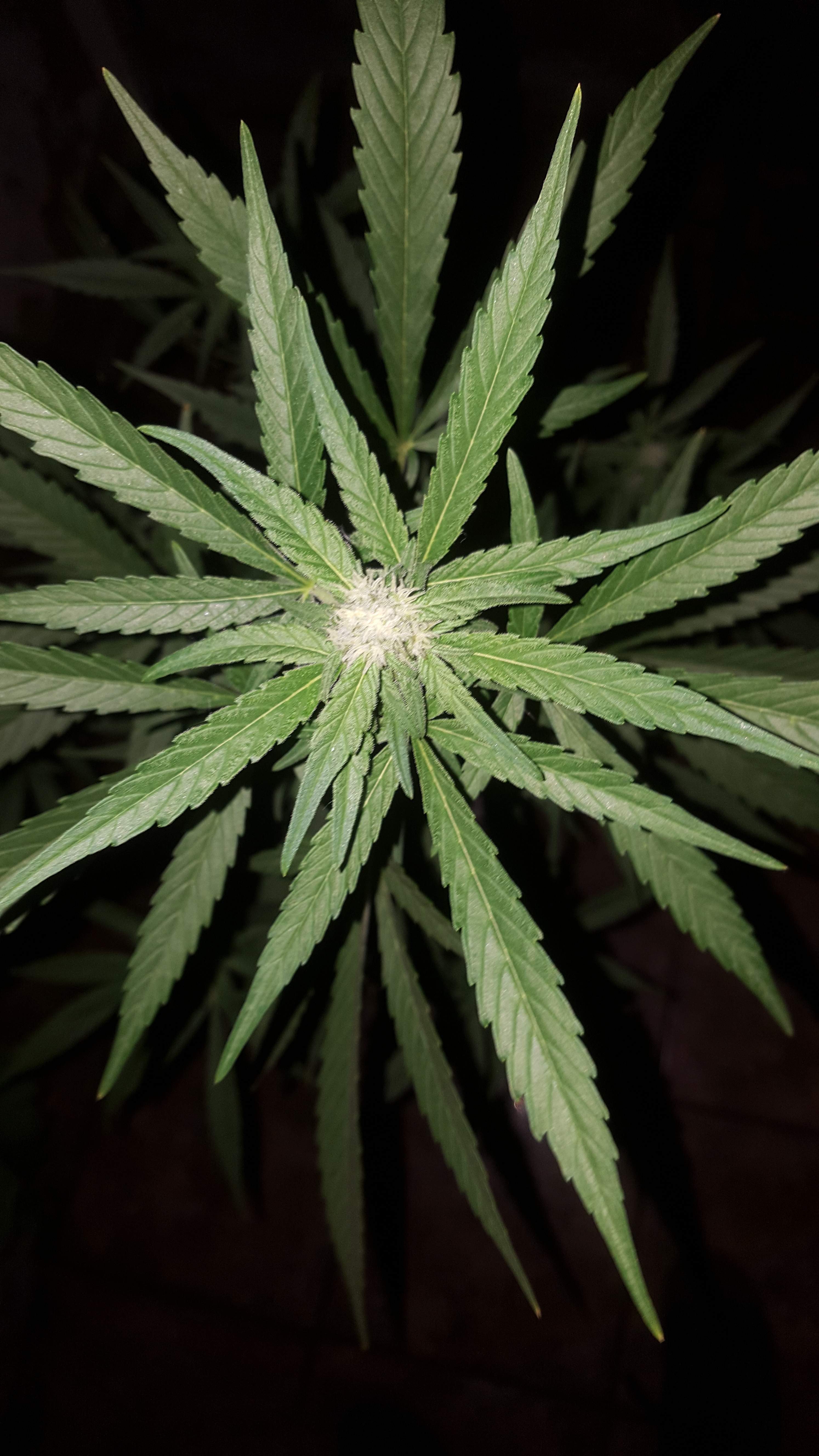 Fast Buds Girl Scout Cookies Auto grow diary (journal) week9 by Andres