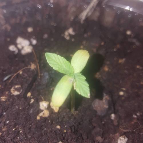 BRAIN CAKE OUTDOOR. Week 1