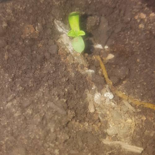 Brain cake outdoor. Week 1