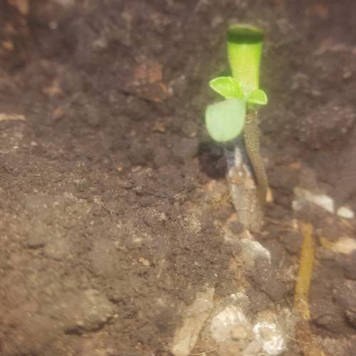 Brain cake outdoor. Week 1