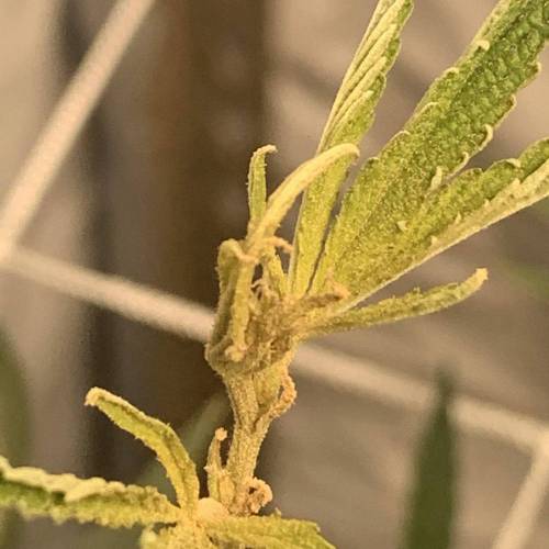 ccdd420