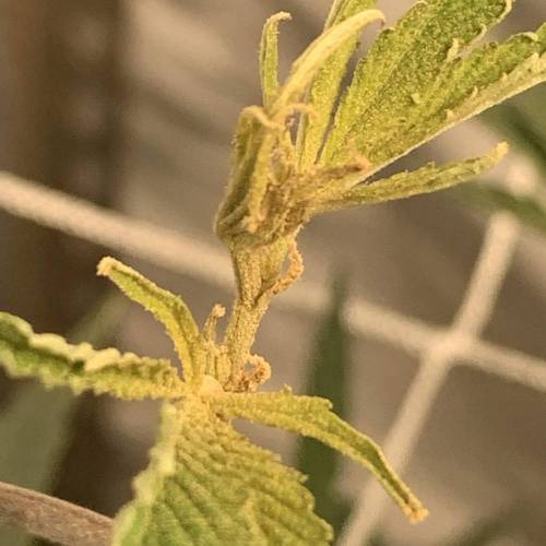 ccdd420