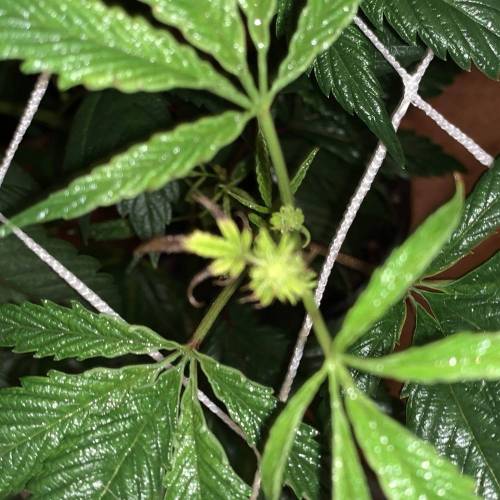 ccdd420