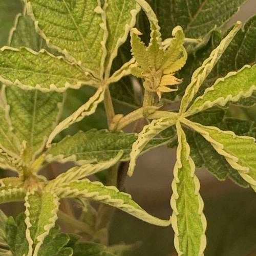 ccdd420