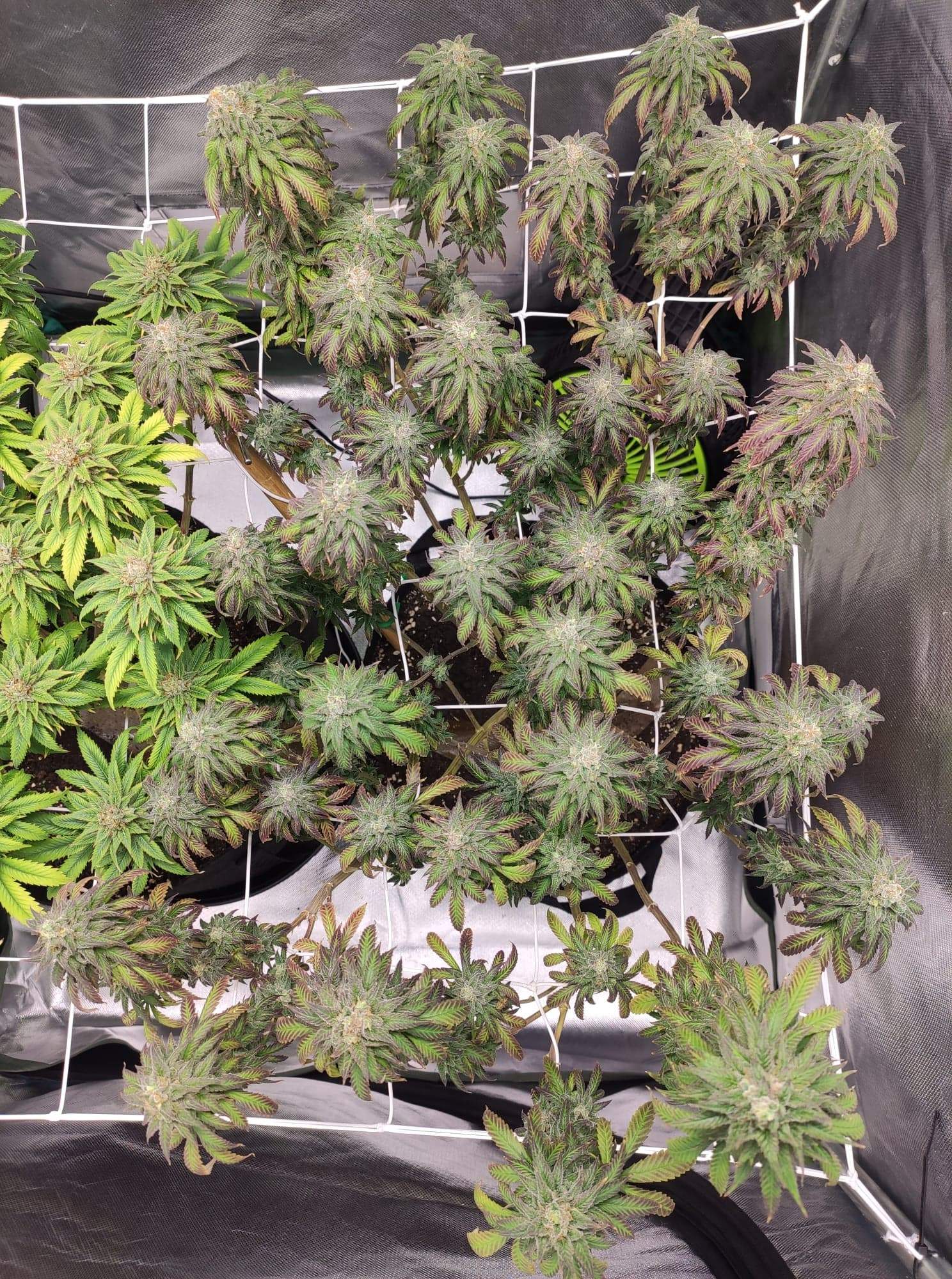 Dutch Passion Blueberry grow diary (journal) harvest18 by CreamOfTheCrop GrowDiaries