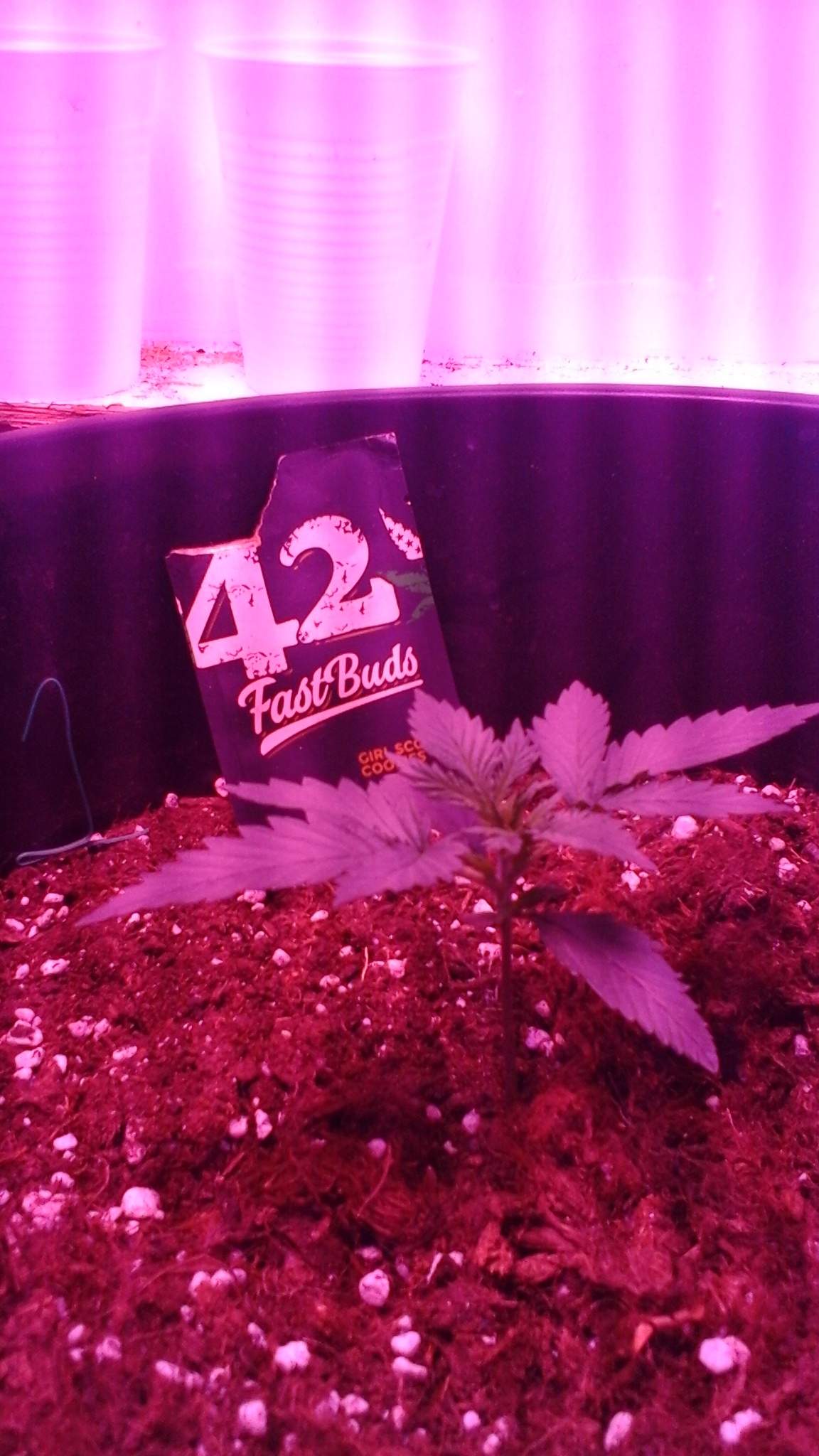 Fast Buds Girl Scout Cookies Auto grow diary (journal) week2 by